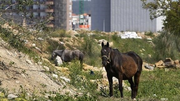 El Ayuntamiento abre expediente por el estado de unos animales en Valle