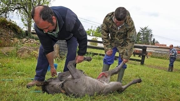 "Tenemos miedo, los lobos volverán a atacar en cuanto tengan hambre"