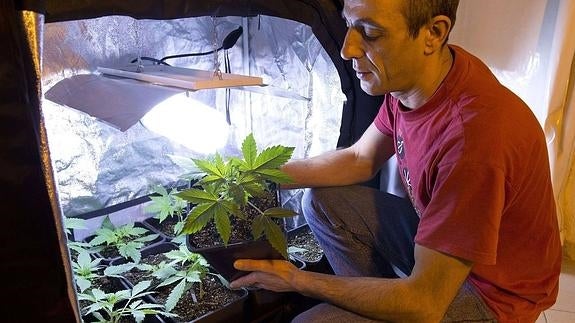 Las actuaciones policiales destapan un auge del cultivo de marihuana
