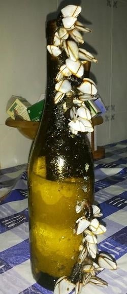 Otra botella, con mensaje y percebes, emerge en Cantabria