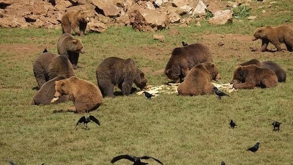 Agentes del Seprona y de Montes investigan la posible fuga de un oso de Cabárceno