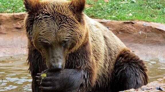 El Seprona reanuda la búsqueda del oso que pudo fugarse de Cabárceno