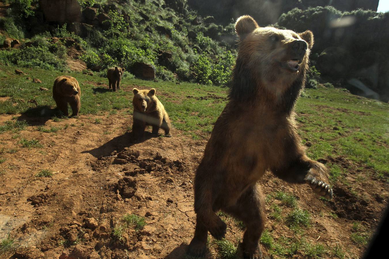 La búsqueda del oso continuará