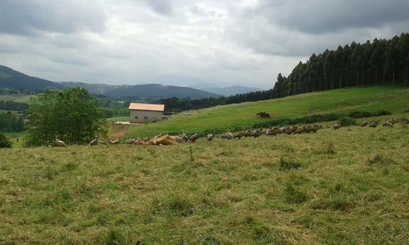 "Doscientos buitres" devoran una vaca recién parida y su jato en Hoz de Anero