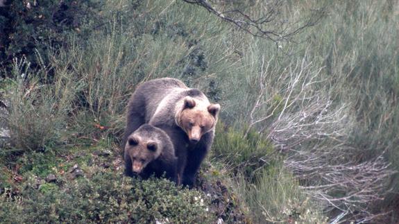 Cerca de 240 osos pardos viven en la Cordillera Cantábrica, el triple que hace 25 años