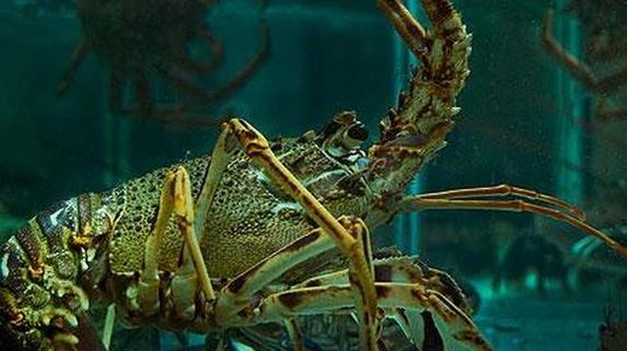 En la plaza de toros huele a marisco