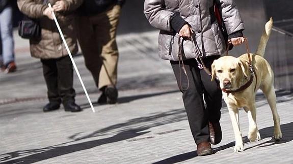 El Gobierno quiere ampliar el acceso a lugares públicos de perros para discapacitados