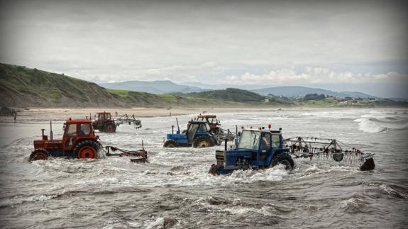 Se buscan algas comestibles