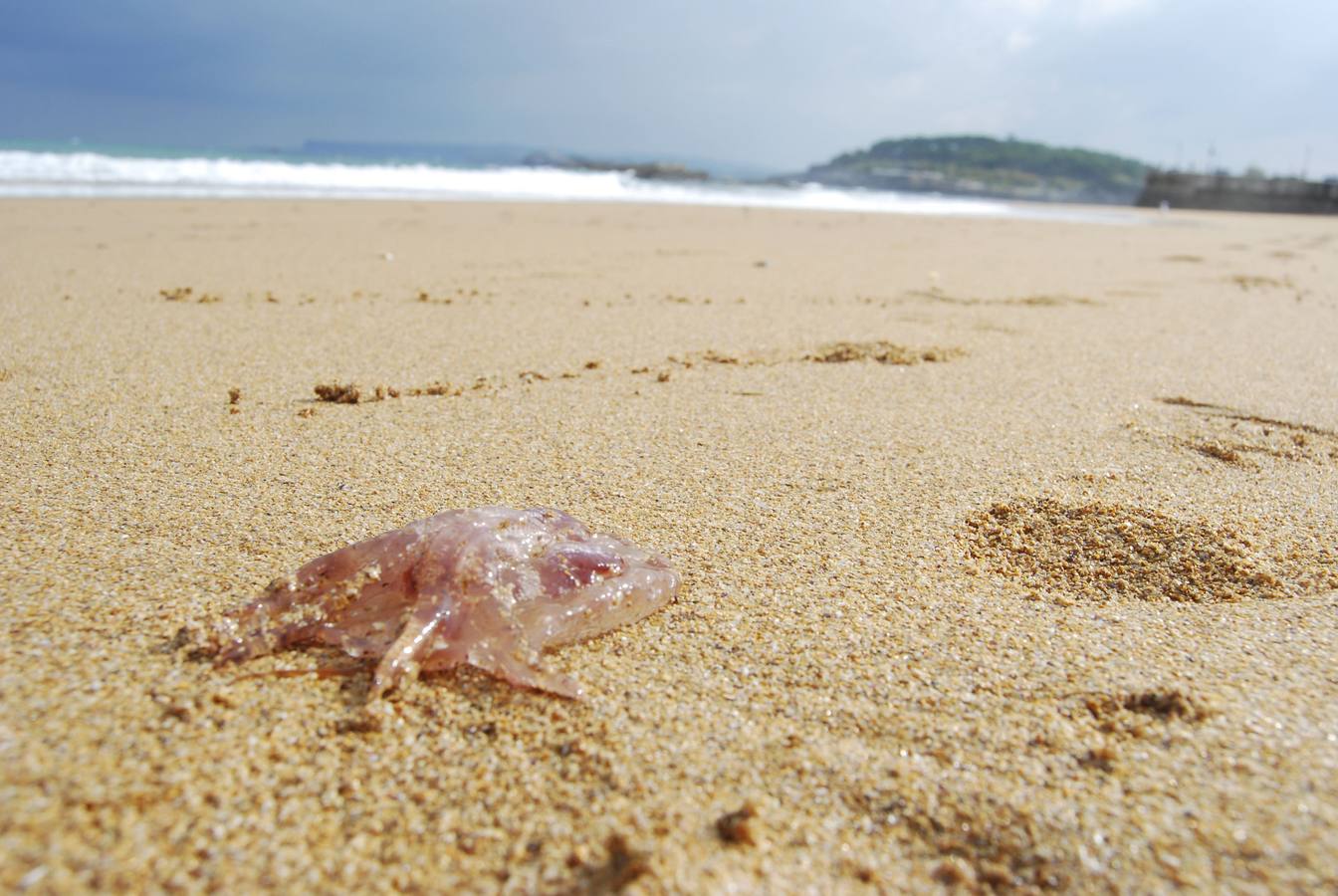 A la caza de la medusa