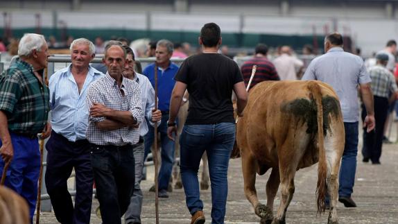 Los ganaderos cántabros creen que las ayudas de la UE "son un parche más"