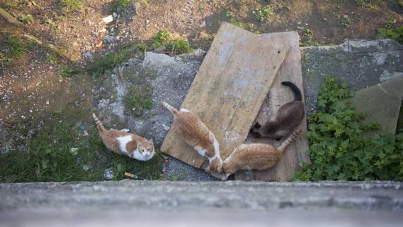 La captura de gatos callejeros en Maliaño solivianta a los vecinos