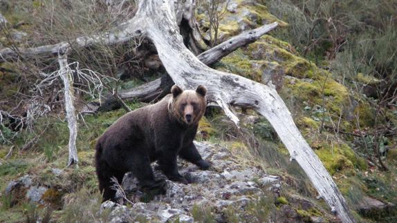 La población de osos pardos supera los 250 ejemplares en la Cordillera Cantábrica