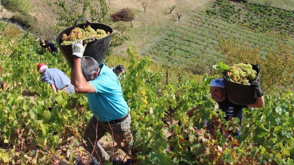 Medio Rural convoca ayudas al sector agroalimentario por valor de 12 millones