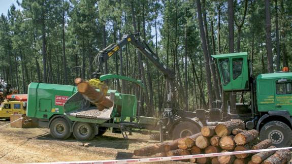 Veinte camiones de madera al día