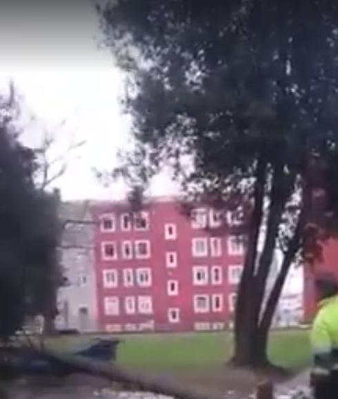 Talan un árbol que cae sobre un banco y les llueven los insultos en las redes