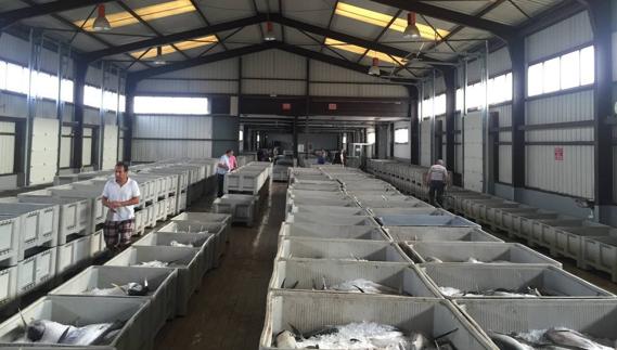 Colindres subasta 90.000 kilos de bonito