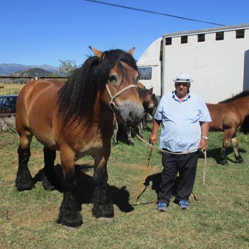 El percherón vitoriano que vino a animar la feria de Reinosa