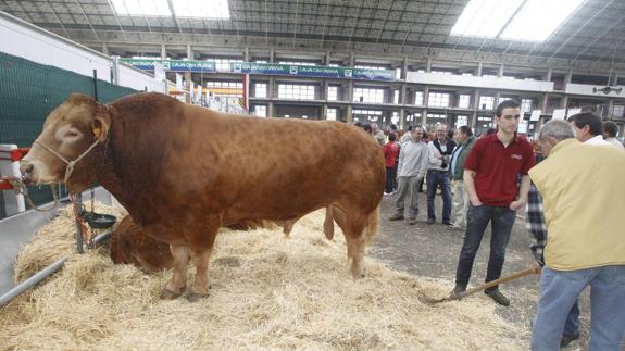 Un centenar de reses participa en el Concurso Exposición Raza Limousine