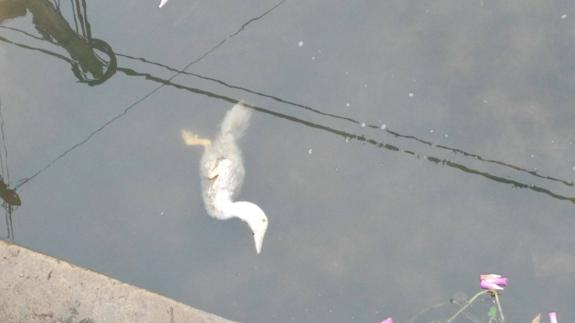 Los vecinos encuentran más de 30 patos muertos en el río de Novales