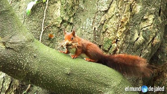 Un día veraniego bajo los bosques de Soba