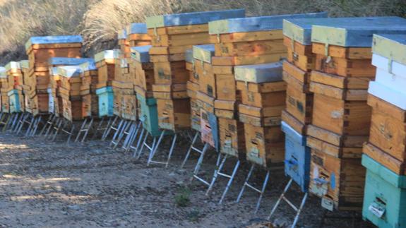 Miles de abejas aparecen asfixiadas en un colmenar de Camaleño