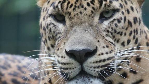 Nace el primer leopardo asiático en el Zoo de Santillana del Mar