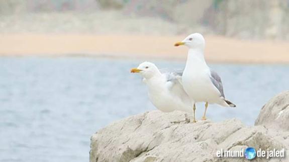 Solos en la playa de Cerrias