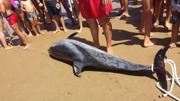 Aparece un delfín muerto en La Salvé
