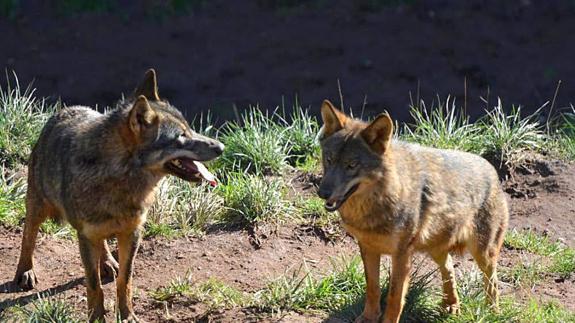 Los ganaderos siguen sin cobrar los daños causados por el lobo