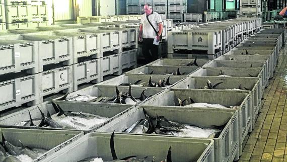 Colindres subasta 120.000 kilos de bonito entre el lunes y el martes