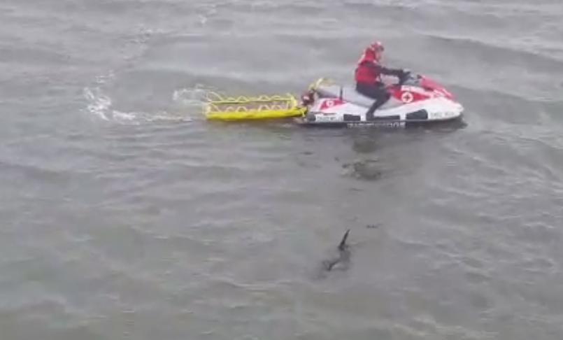 Dos delfines visitan las marismas de Santoña