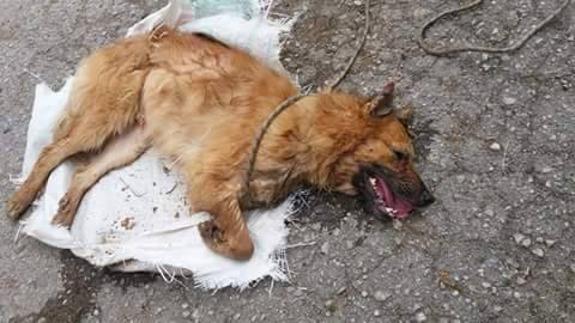 Encuentran a un perro malherido dentro de un saco en un contenedor de Heras