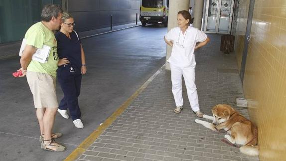 Una perra lleva 4 días en las puertas de un hospital de Alicante a la espera de su dueña