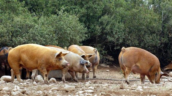 Cerdo duroc, la mezcla ideal del ibérico