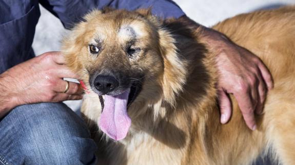 'Yen' ya tiene quien le quiera