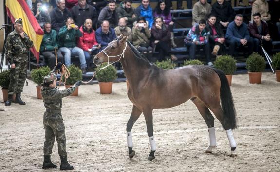 Defensa subastará caballos del Centro Militar de Cría de Mazcuerras el 1 de octubre