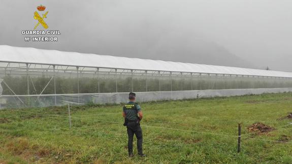 Los ladrones de tomates