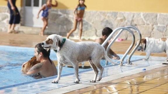 Los dueños se podrán bañar con sus mascotas en la piscina de Barcena de Pie de Concha