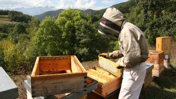 La Feria de la Miel de Vega de Liébana reunirá a 24 productores y 22 artesanos