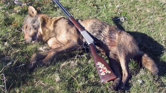 21 lobos han sido abatidos esta temporada con permiso del Gobierno de Cantabria