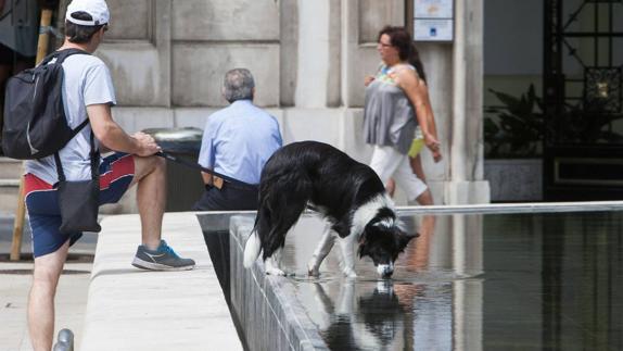 Torrelavega busca una empresa para retirar a los animales vagabundos de la calle