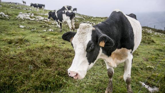 Cantabria y Galicia, las comunidades con el litro de leche más barato en origen