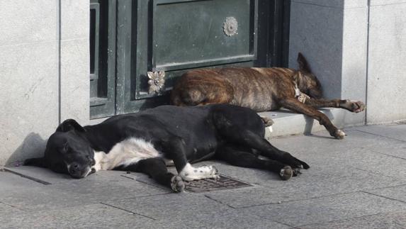 El Ayuntamiento ha mejorado el recinto para perros abandonados o perdidos