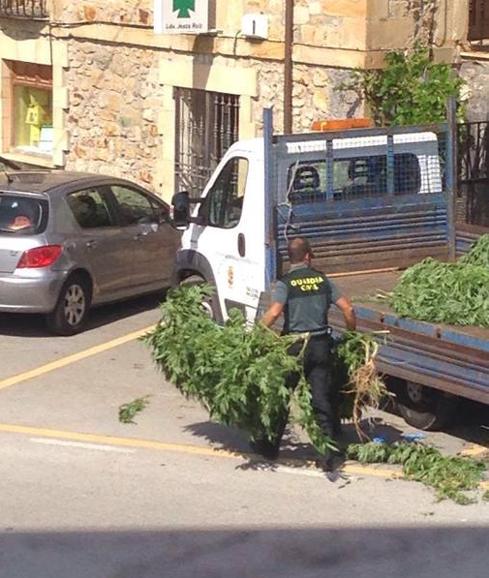 Buscaban a un ladrón de ganado y encontraron una plantación de marihuana