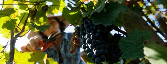 La vendimia, punto de partida del vino