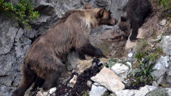 Fapas advierte de la presencia de osos desnutridos en Cordillera Cantábrica