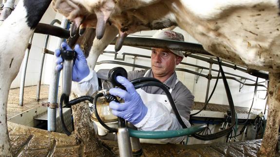 Criar vacas de leche hoy "es sufrir"