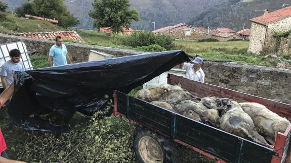 Los lobos atacan a 20 ovejas en Tudanca, a pocos metros de las casas