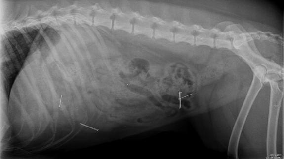 Investigan ataques a perros con salchichas rellenas de alfileres en Mogro