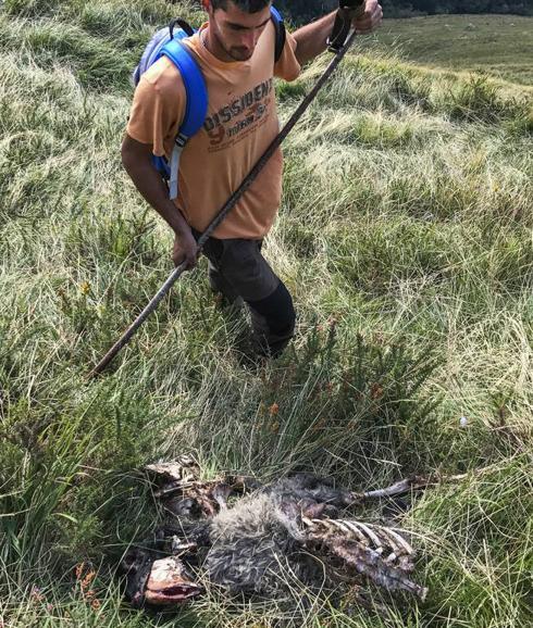 Los lobos matan otras 18 ovejas en un nuevo ataque en Tudanca